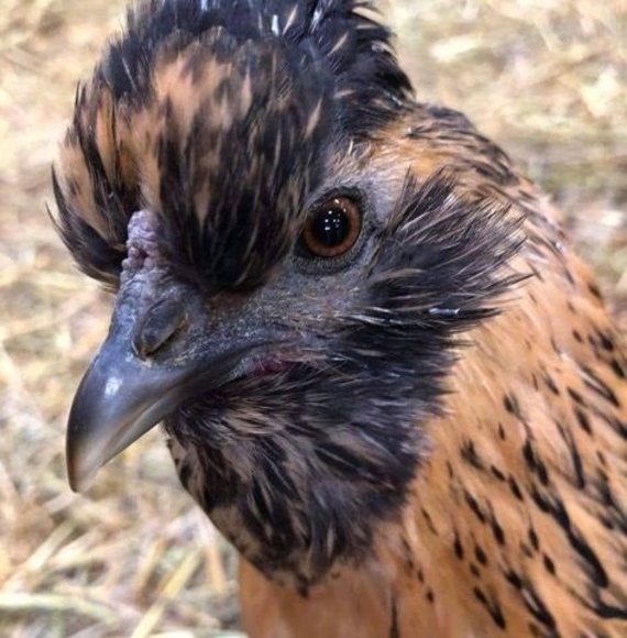 Meet your Posher, Sandra - Picture 1 of 1